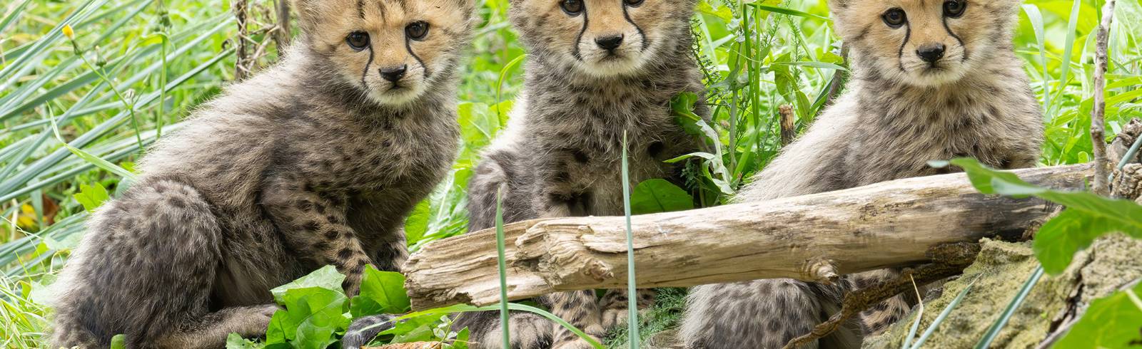 Tiergarten Schönbrunn: Dreifacher Nachwuchs bei den Geparden