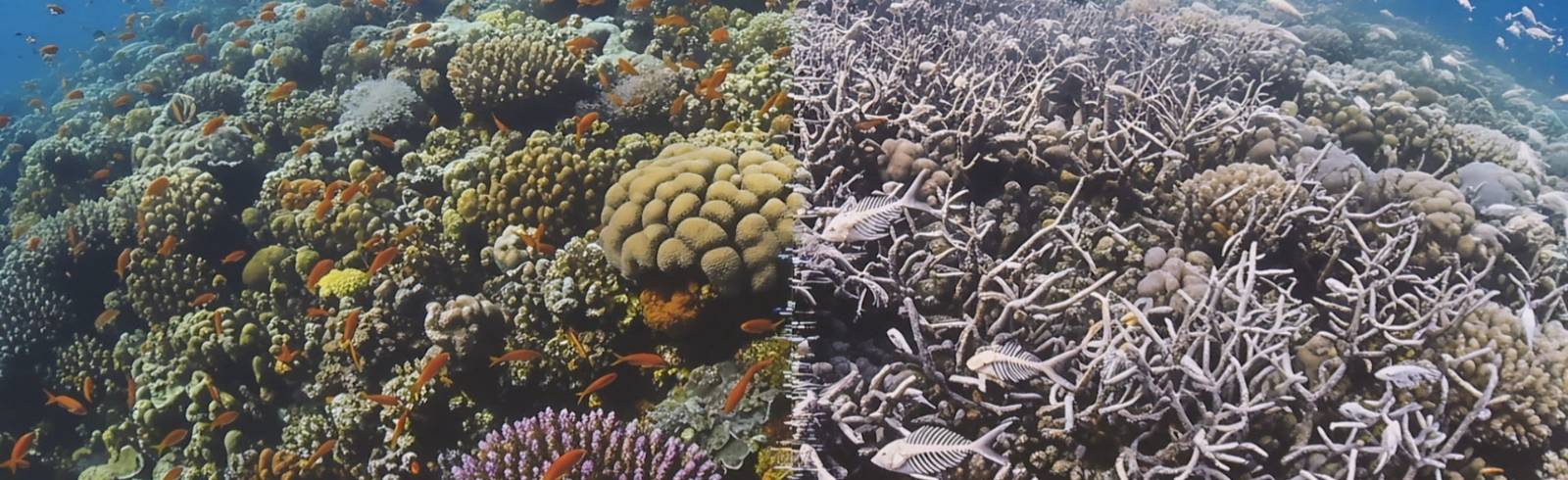 Haus des Meeres: Wie Ozeane auch in Zukunft farbenfroh bleiben