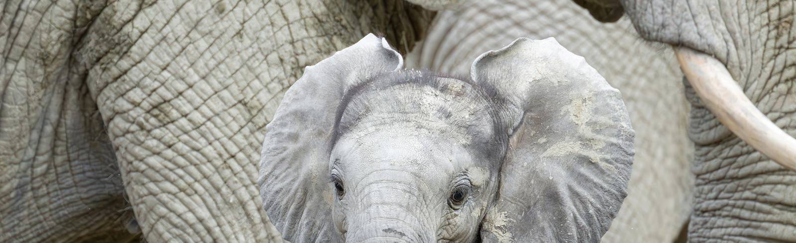 Schönbrunn : Elefantenkalb bringt neuen Schwung in die Herde