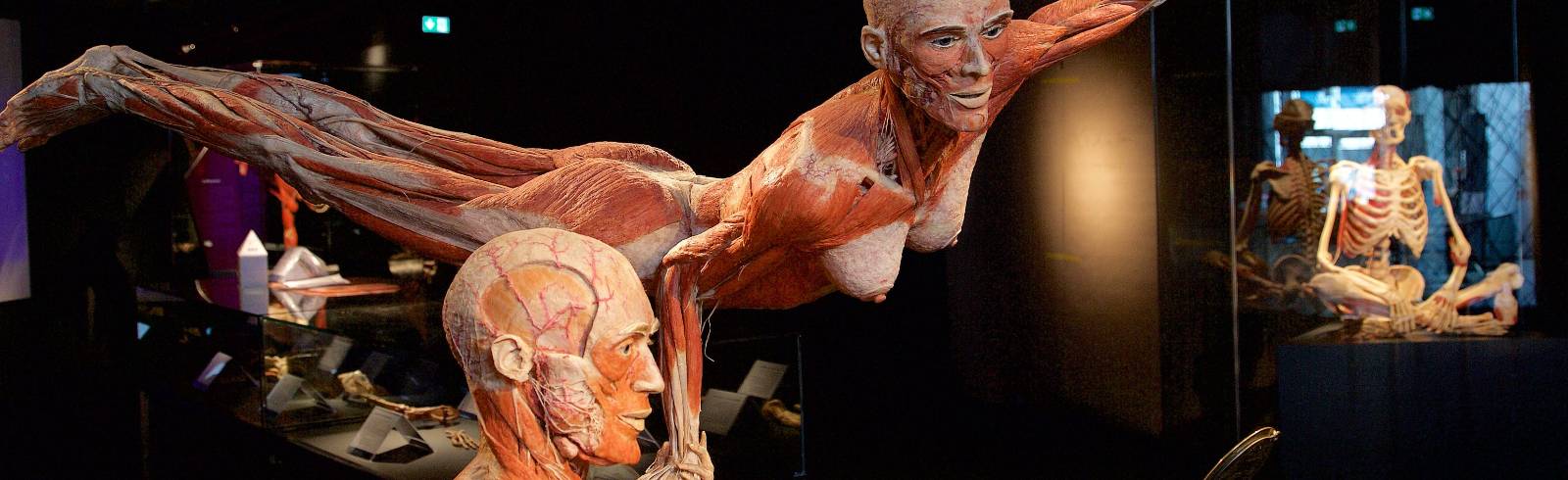 Körperwelten: Ein Blick auf den menschlichen Körper