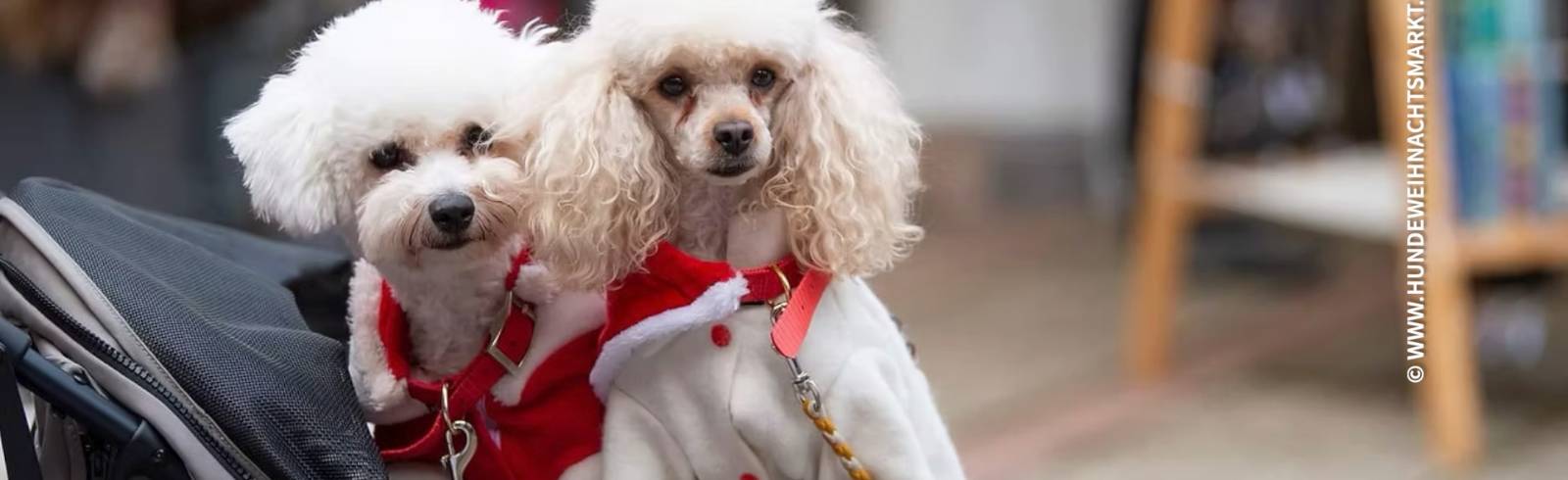 Kulturtipps: Imperial Ball & Hundeweihnachtsmarkt