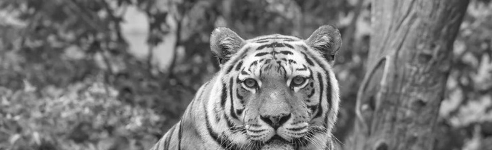 Tigerweibchen im Tiergarten Schönbrunn gestorben