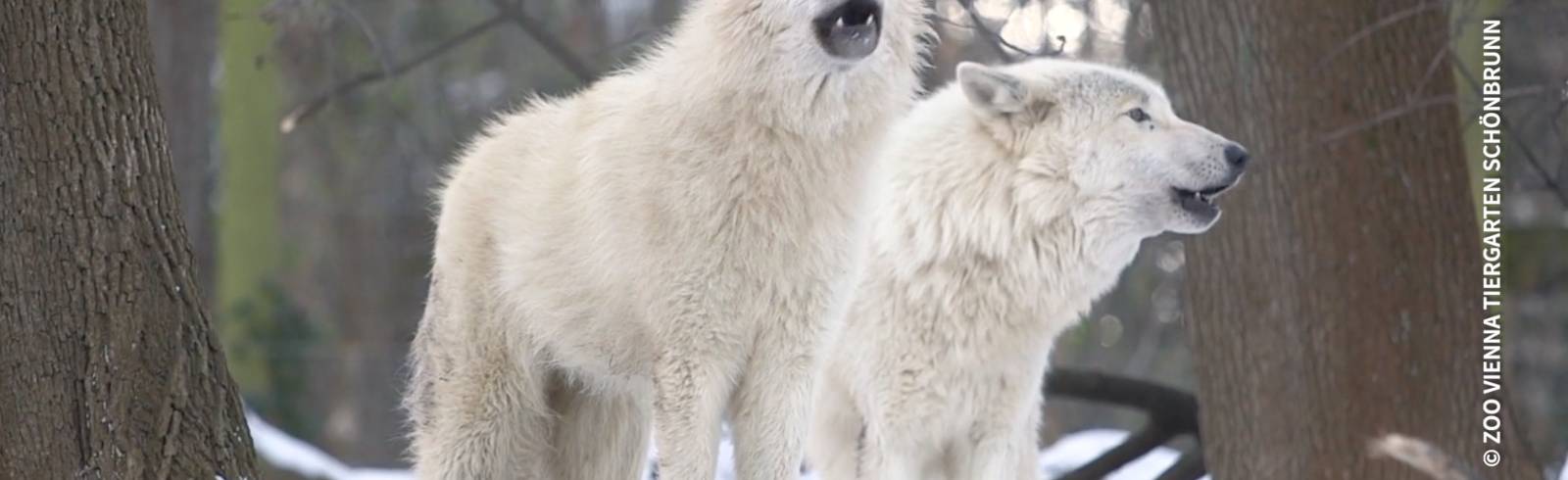 Kulturtipps: Weihnachten von Nord bis Süd