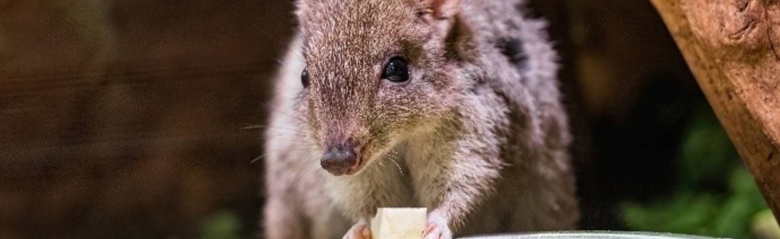 Zuchterfolg: Seltenes Känguru-Baby im Haus des Meeres