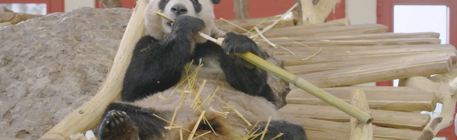 Heu ist das liebste Futter im Tiergarten Schönbrunn