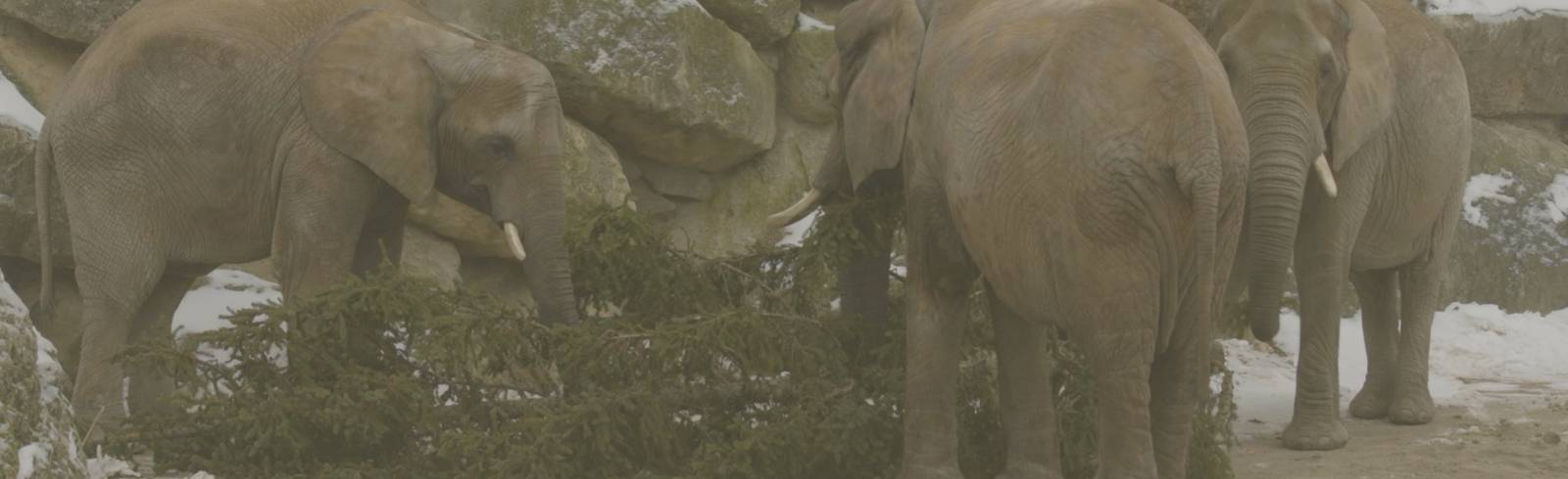 Mampfi für Stampfi: Christbaum wird zu Elefantenfutter