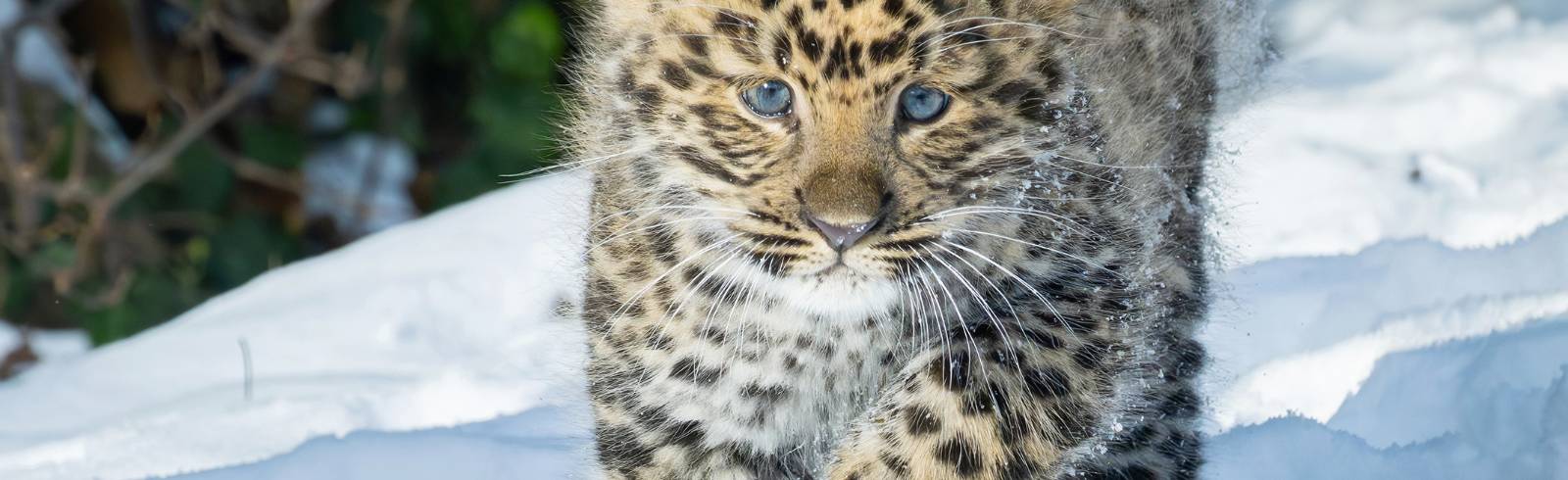 Schönbrunn: Nachwuchs bei Amurleoparden