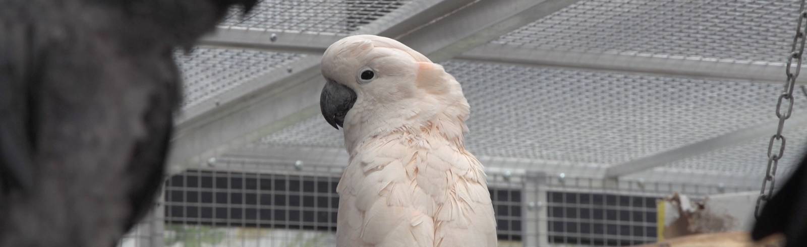 Bezirksflash: Neues Zuhause für Papageien