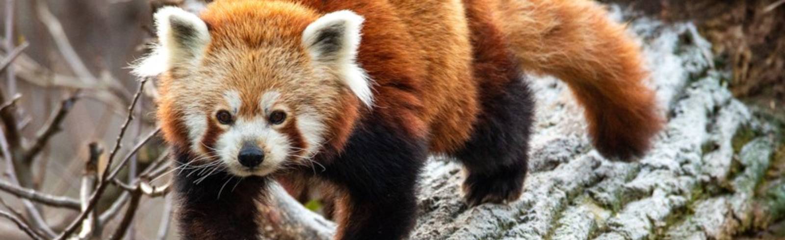 Schönnbrunner Rotes-Panda-Weibchen tot