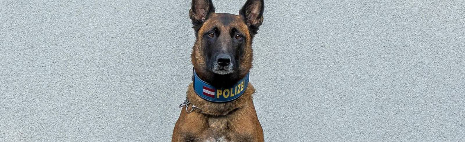 Bezirksflash: Polizeihund spürt erkrankte Frau auf