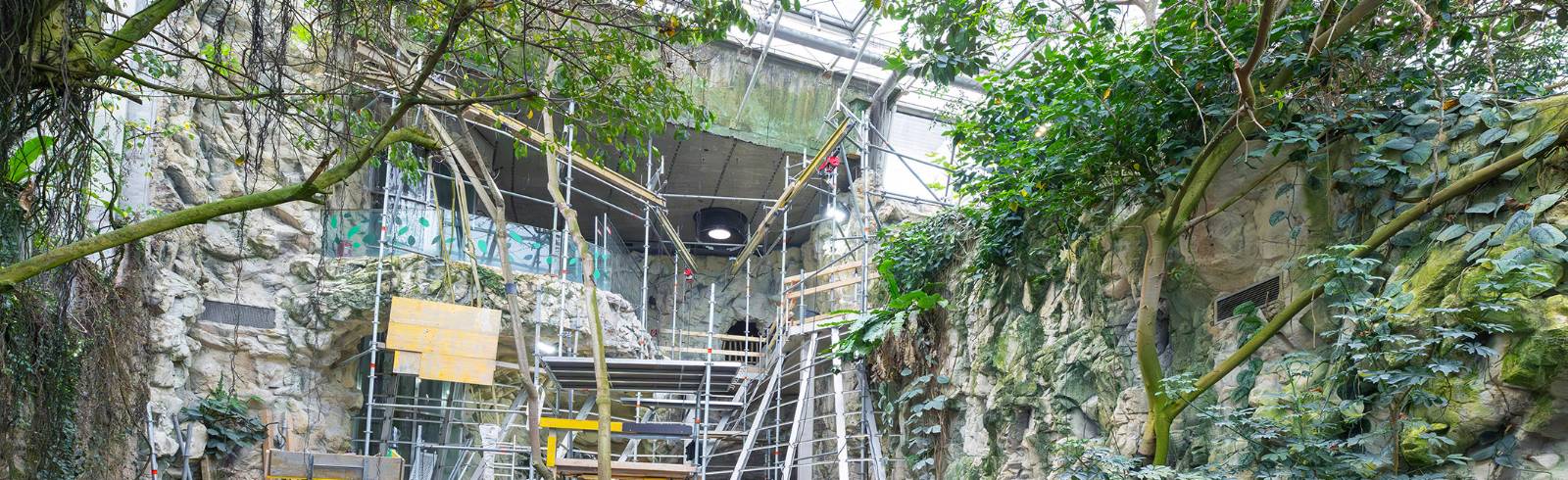 Zoo Schönbrunn baut riesige Fledermausanlage im neuen Regenwaldhaus