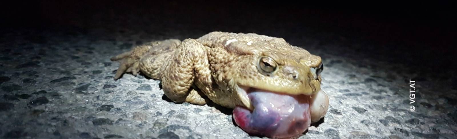 Bezirksflash: Krötentunnel kommen