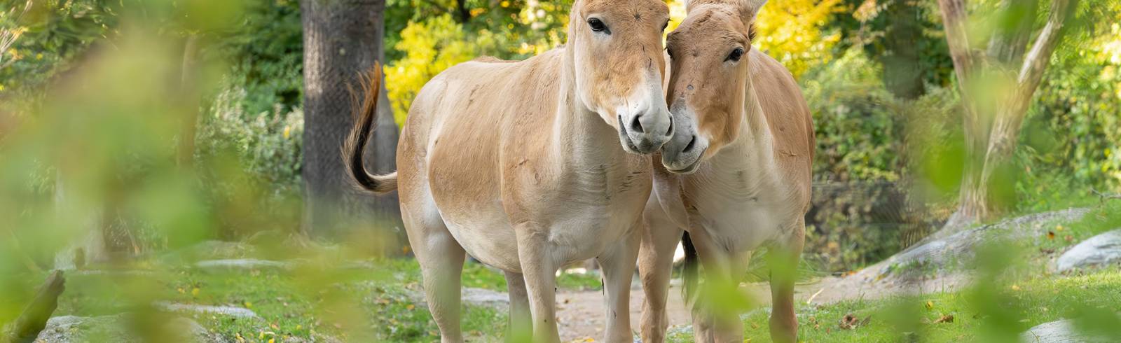 Inventur im Tiergarten Schönbrunn: Mehr als 6.200 Tiere gezählt