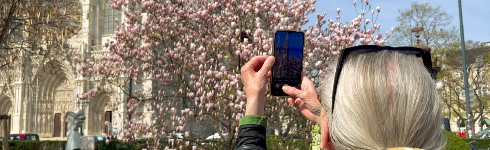 Für das perfekte Foto anstehen? Der virale Magnolienbaum im Votivpark