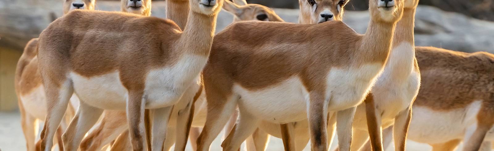 Tiergarten Schönbrunn: Antilope erschossen