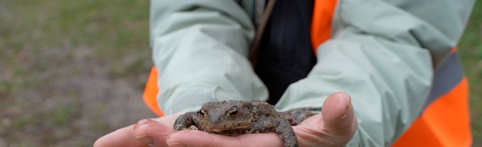 Durchbruch für Amphibien: Hernals bekommt fixe Tunnel