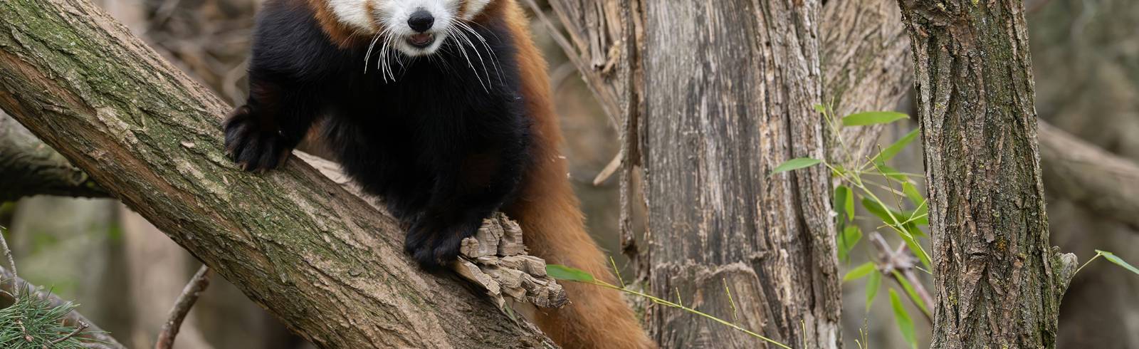 Tiergarten Schönbrunn: Neues Rotes Panda-Weibchen eingezogen