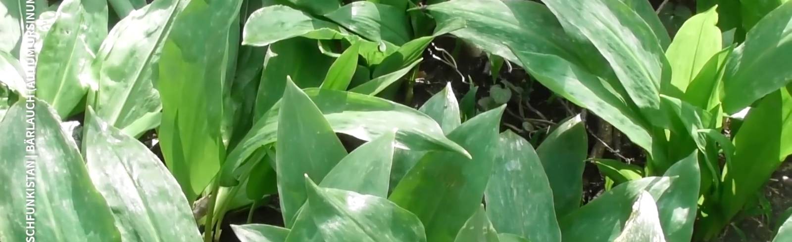 Kulturtipps: Klavier, Bärlauch und die Sterne