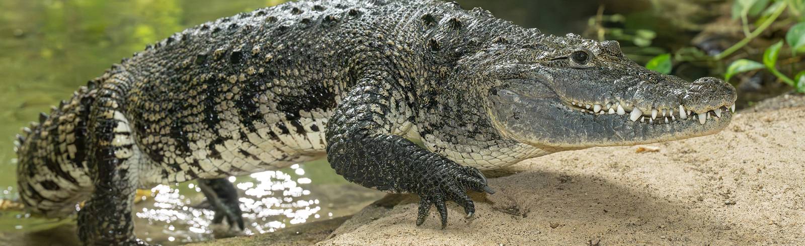 Bezirksflash: Neues Krokodil im Tiergarten