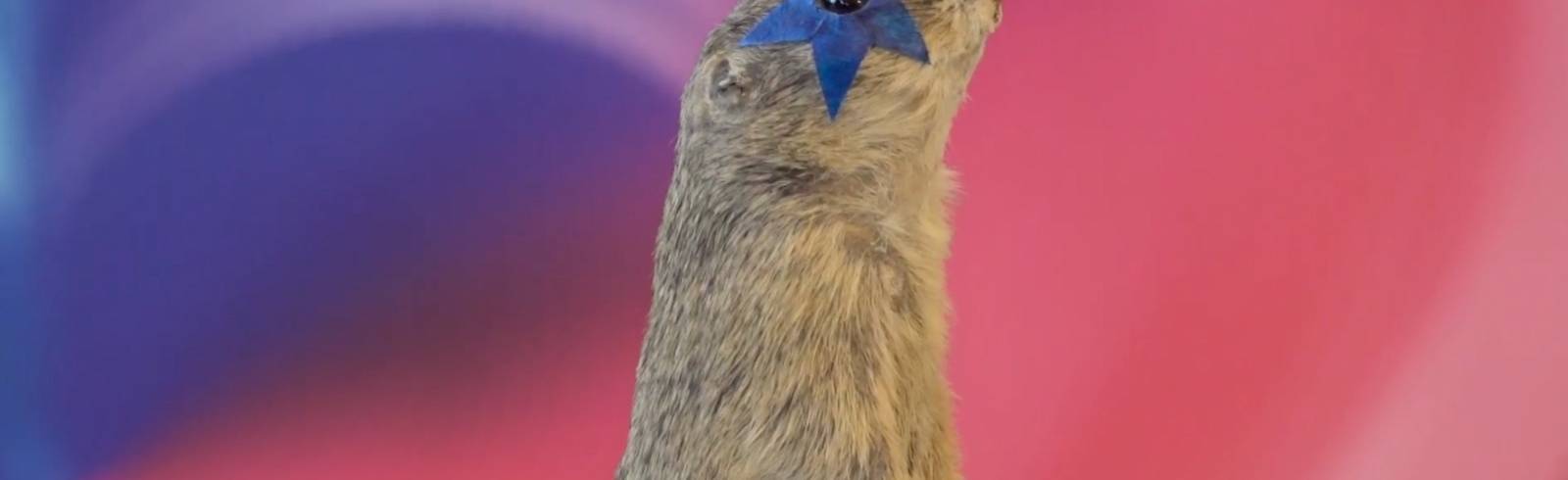 Song Contest: Kultureinrichtungen rollen dem ESC den Teppich aus