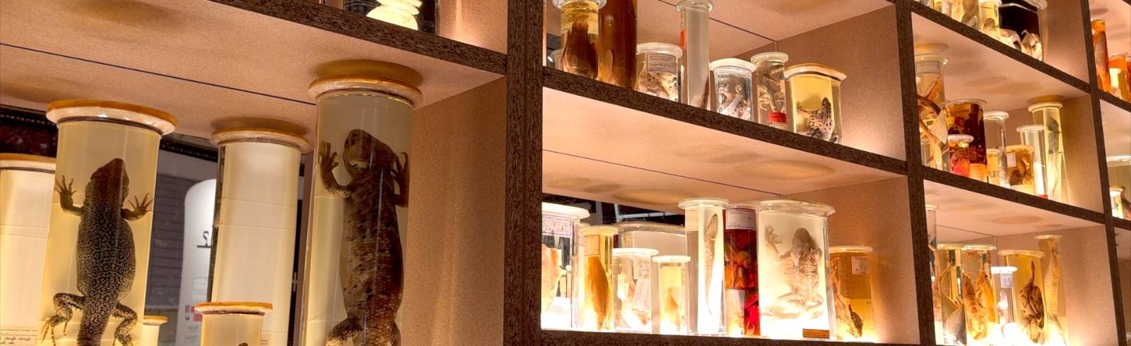 NHM: Eine Sonderausstellung zum 150. Geburtstag