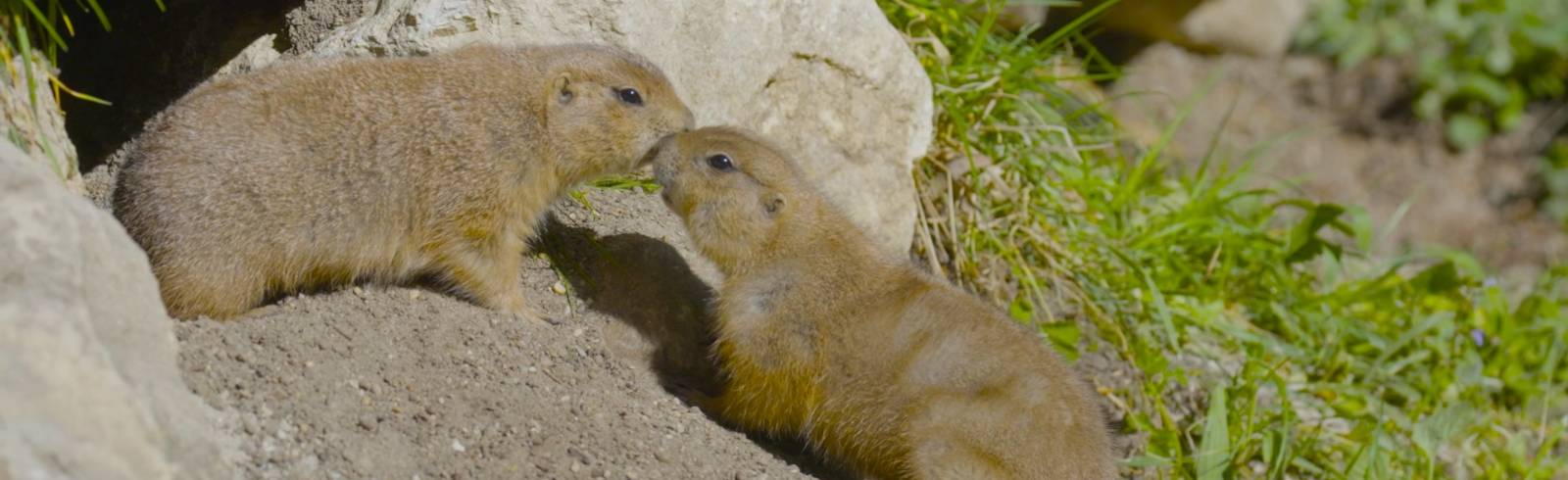 Bezirksflash: Neue Anlage für Präriehunde in Schönbrunn