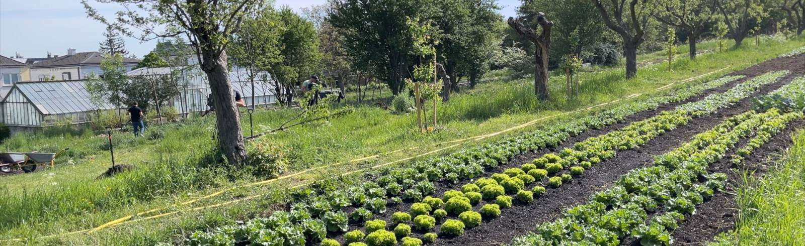 Soziale Landwirtschaft am Rosenhügel
