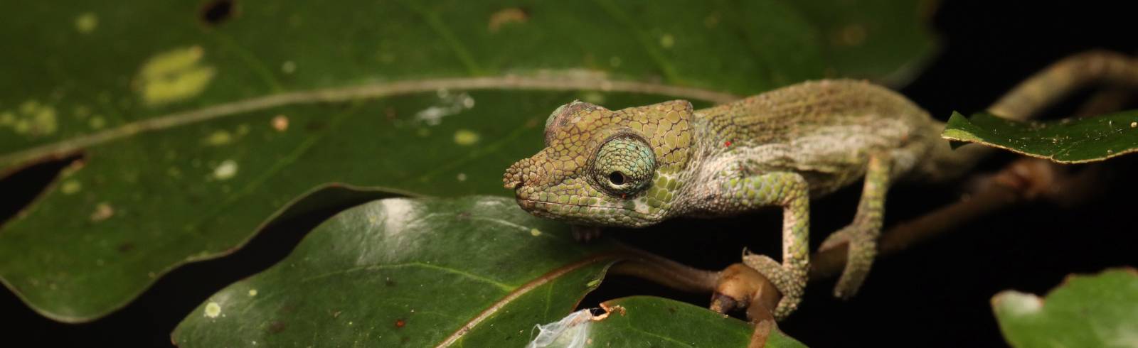 Forschungserfolg: Haus des Meeres entdeckt neue Arten auf Madagaskar