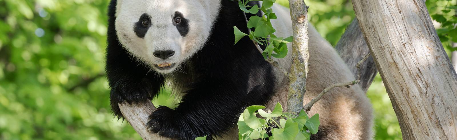Schönbrunn: Große Pandas haben sich nach einem Jahr gut eingelebt