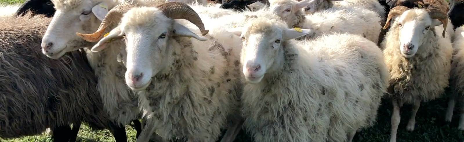 Bezirksflash: Die Kellerbergschafe sind zurück