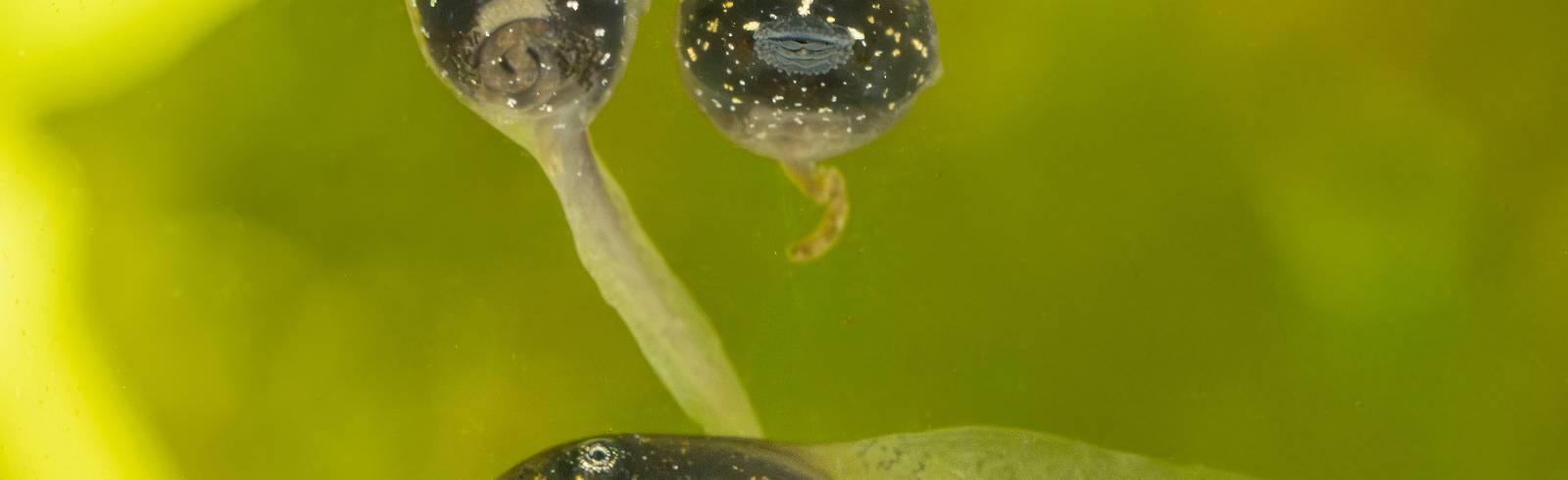 8.000 Moorfrosch-Kaulquappen nach Zoo-Aufenthalt zurück in Kärnten