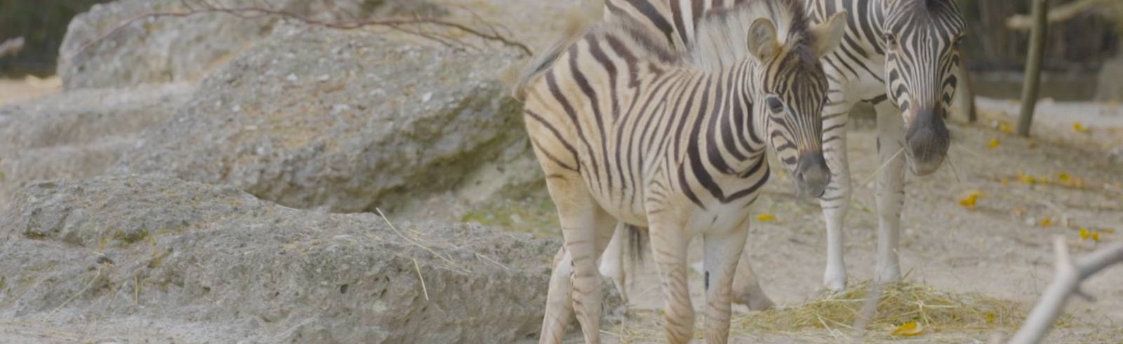 Zoo freut sich über doppelten Zebra-Nachwuchs