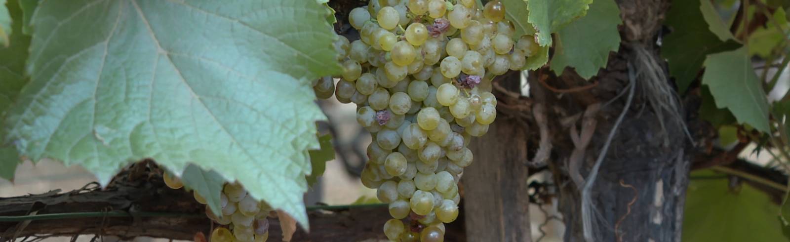 Heißer Sommer lässt Wiener Weinernte schwächer ausfallen