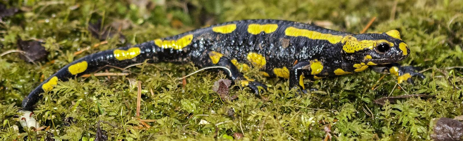 Tiergarten Schönbrunn warnt vor tödlichem „Salamanderfresser“