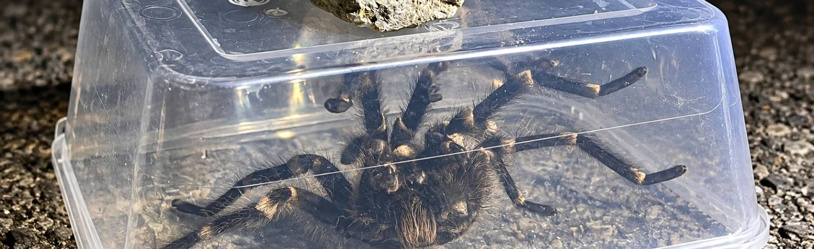 Handgroße Vogelspinne auf Wiener Donauinsel entdeckt