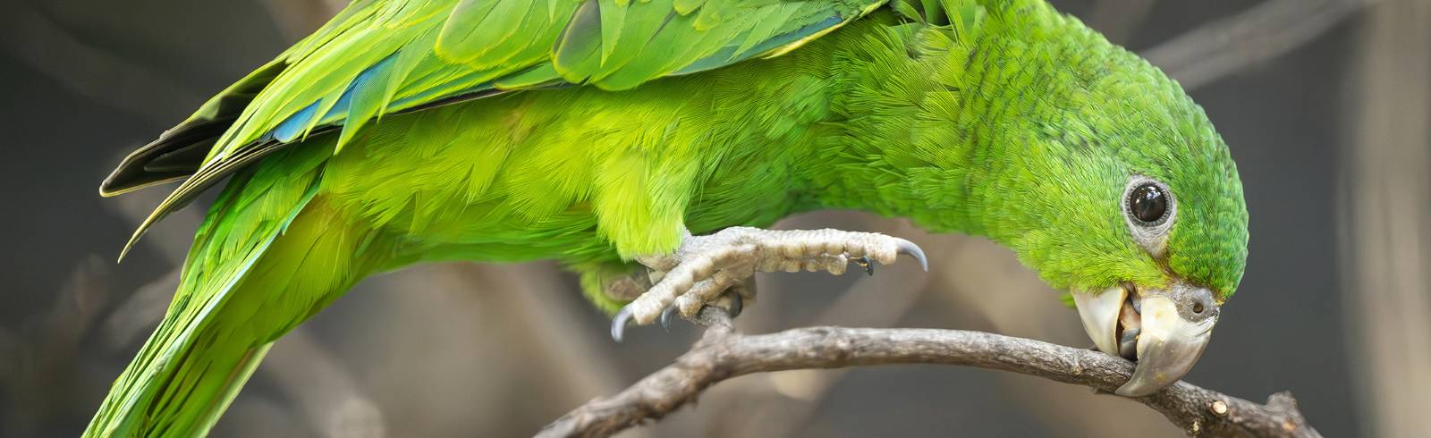 Tiergarten Schönbrunn: Nachwuchs bei den Rotspiegel-Amazonen