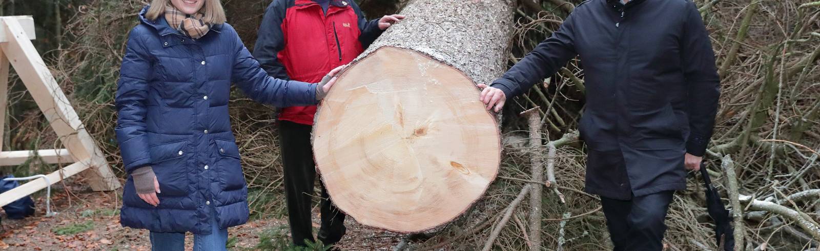 Rathausplatz: Christbaum aus dem Mühlviertel