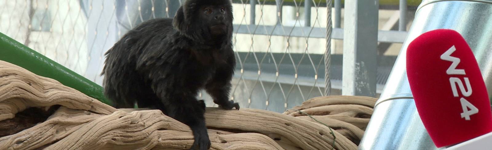 Haus des Meeres: Alte Stars im neuen Tropenhaus