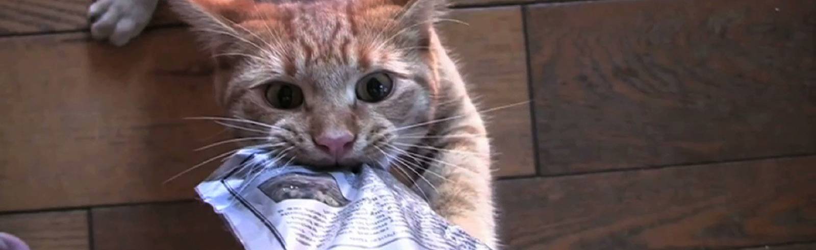 MQ im Zeichen der Katze