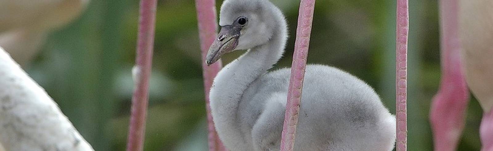 Noch grau statt rosa