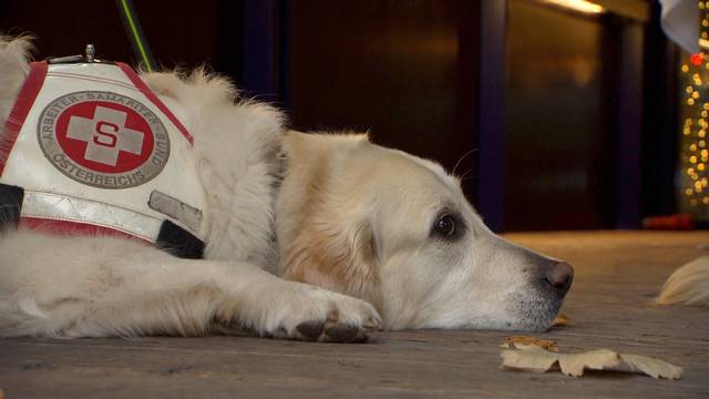 "Holly" rettet Familie vor Gaskatastrophe