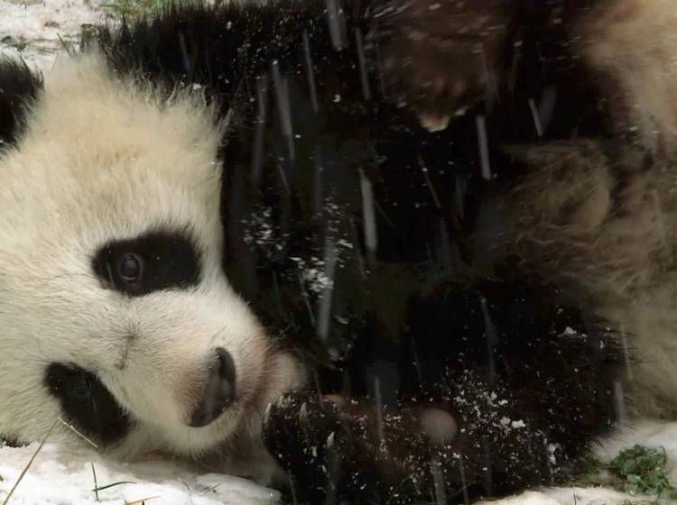 Pandas tollen im Schnee