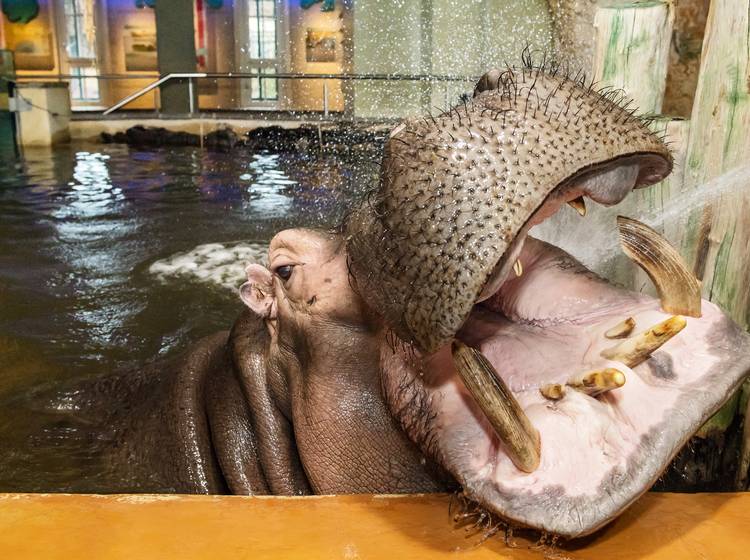 Welttag der Hippos: Äpfel und Munddusche