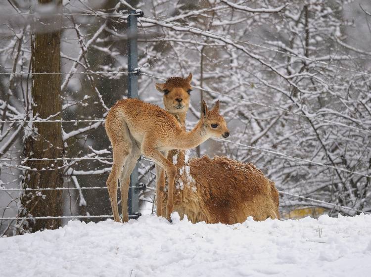 Tiergarten: Felliger Flitzer im Schnee