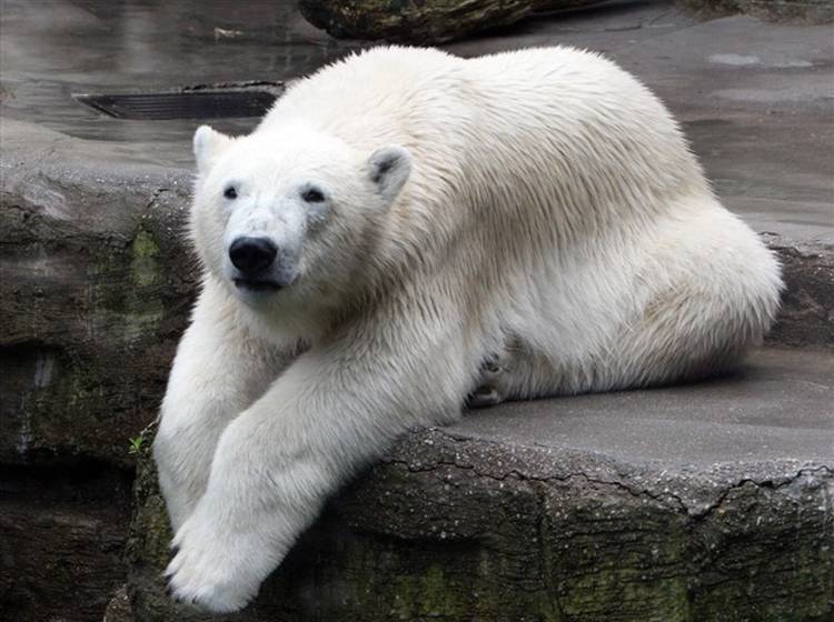 "Ich möchte ein Eisbär sein. Im kalten Polar."