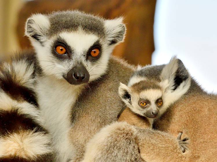 Jubel in Schönbrunn: Katta-Zwillinge geboren