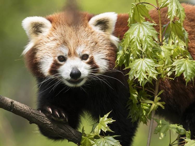 Neuer Partner für Rote Panda-Bärin