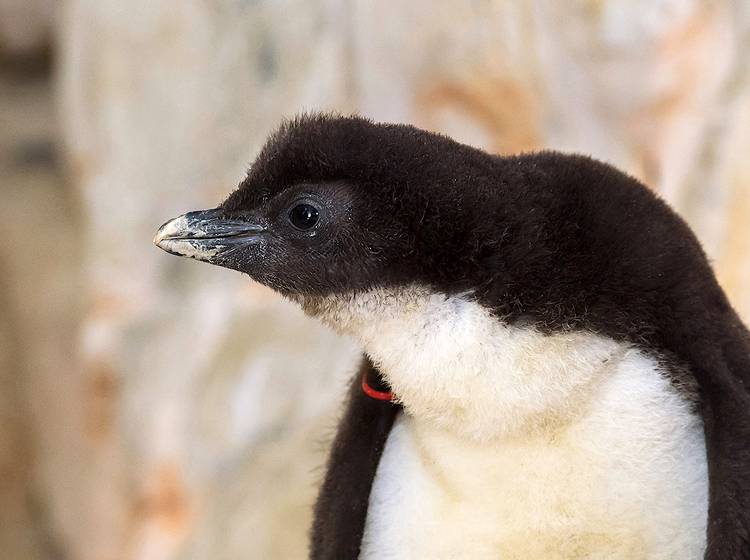 W24-Bezirksflash: Bäume, Ball und Pinguin