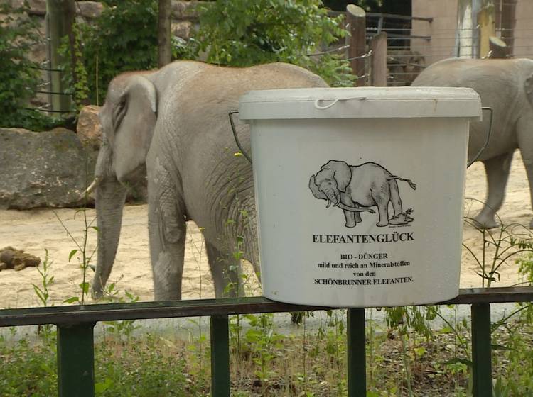 Elefanten-Kot als "Wundermittel" im Garten