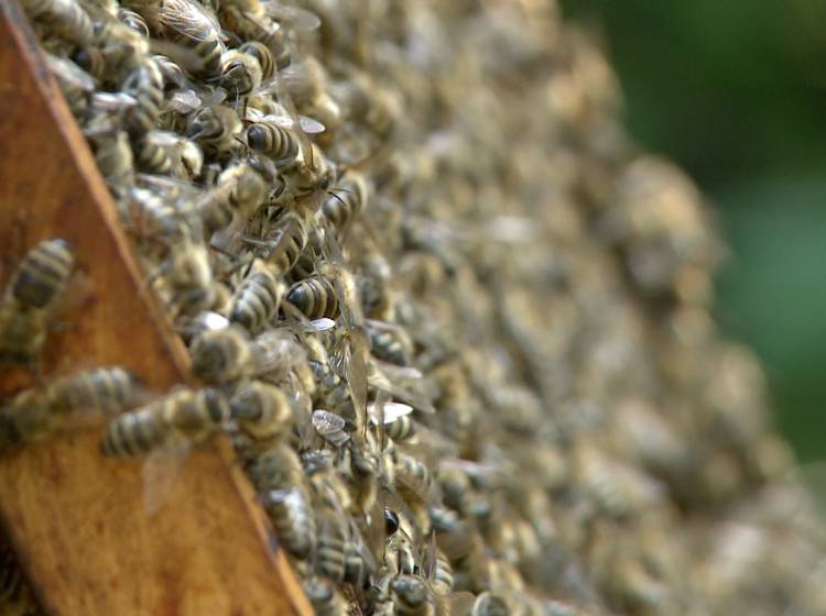 Erster Weltbienentag feiert das fleißige Insekt